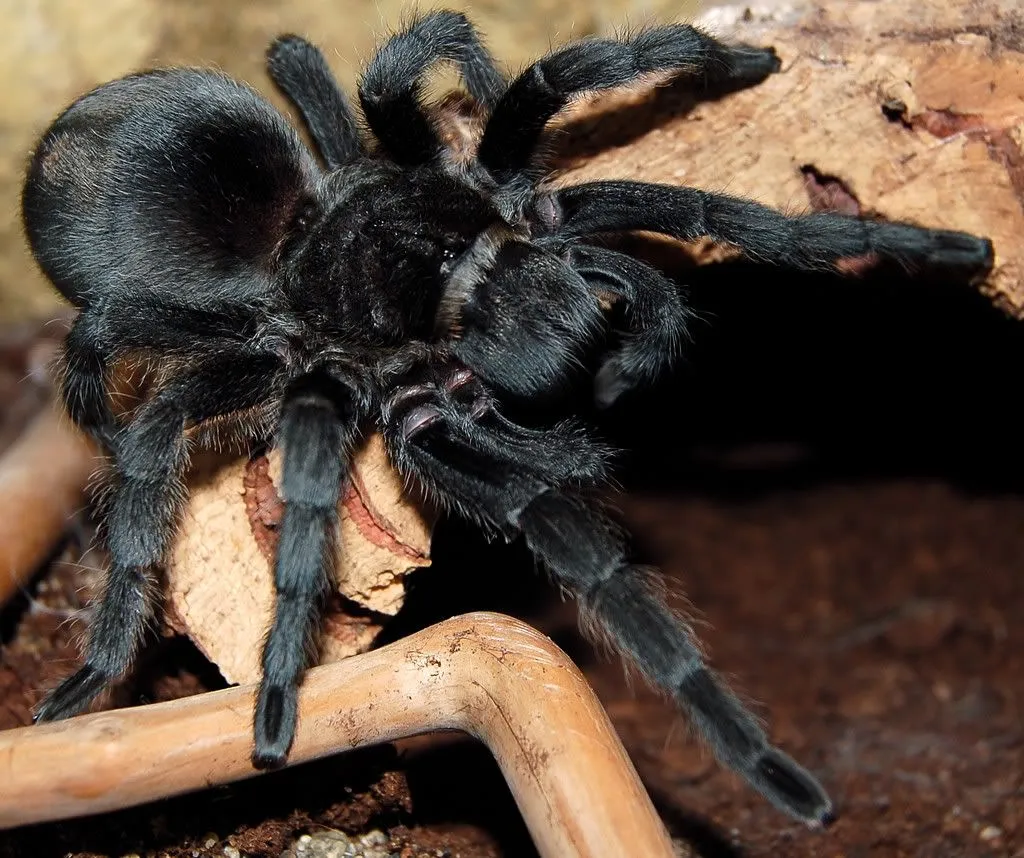 17580 tarantula feeding
