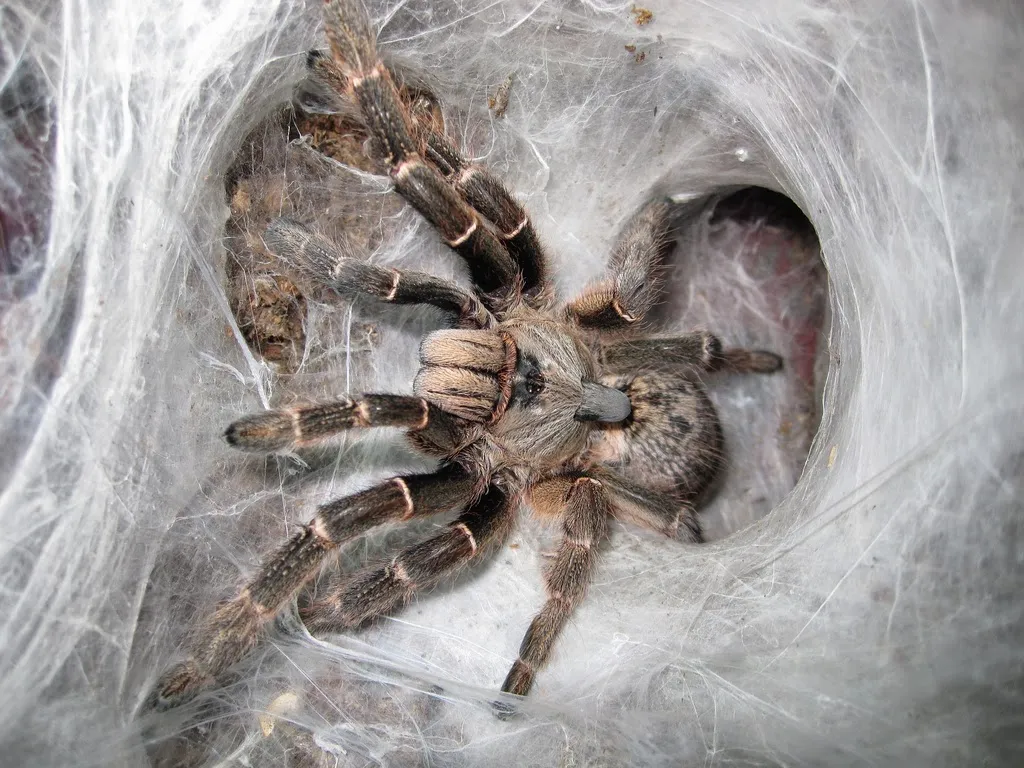 17580 tarantula health