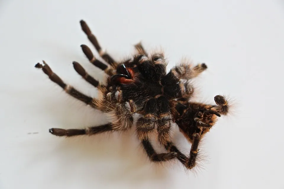 17580 tarantula substrate