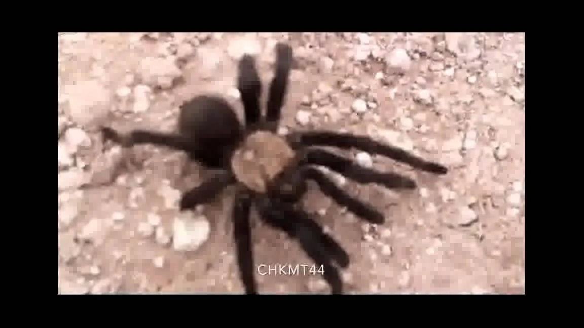 17581 youtube pendulum tarantula video quality