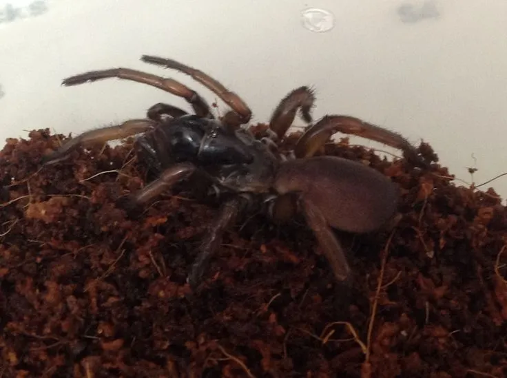 17583 tarantula trapdoor camouflage