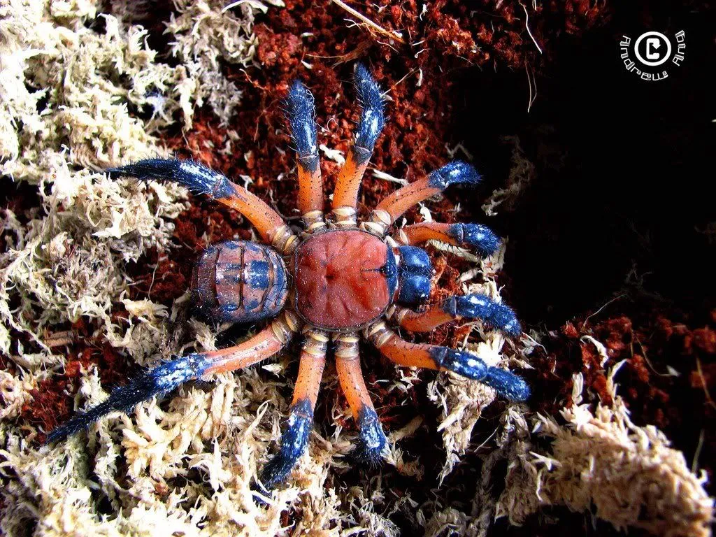 17583 tarantula trapdoor close up