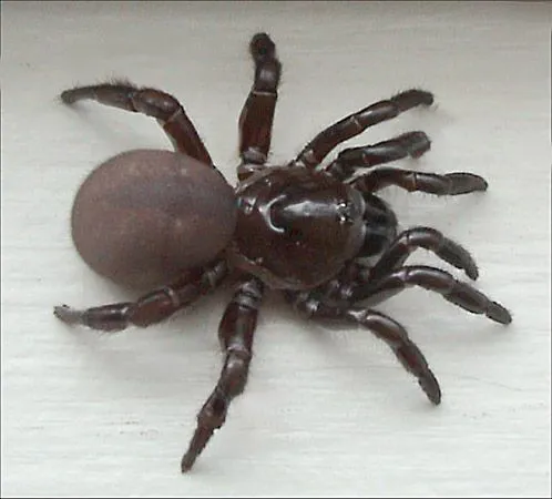 17583 tarantula trapdoor predator