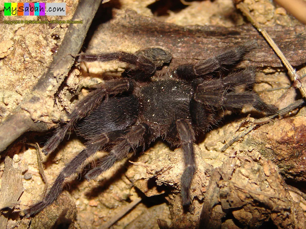 /img/17584-borneo-tarantula-conservation.webp