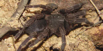 /img/17584-borneo-tarantula-conservation.webp
