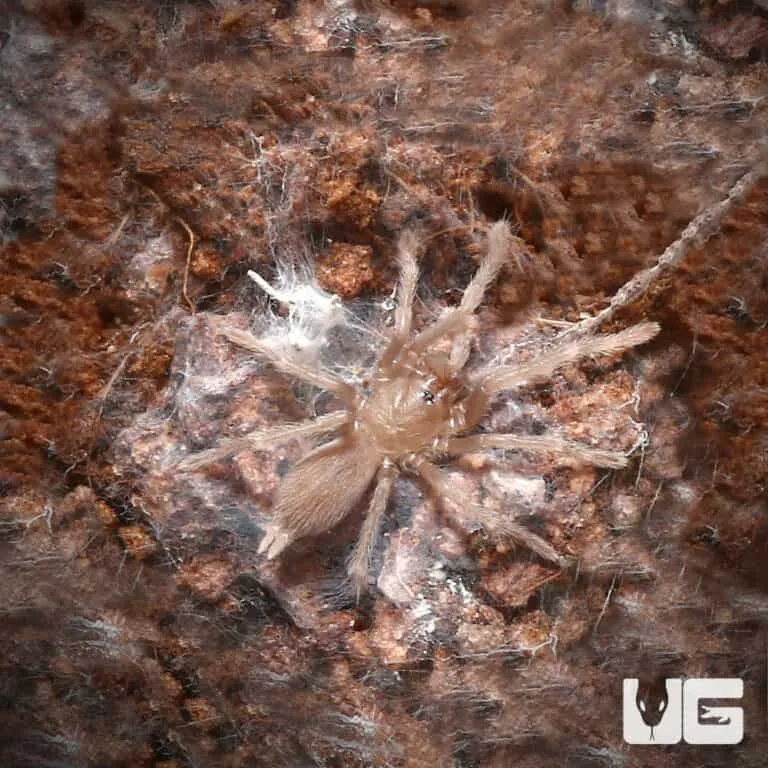 17584 borneo tarantula defensive