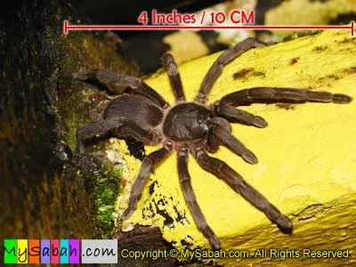 17584 borneo tarantula eating