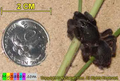 17584 borneo tarantula mating