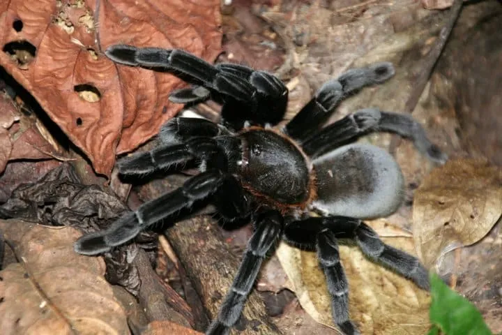 17584 borneo tarantula size