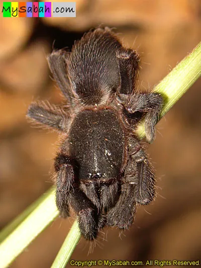17584 borneo tarantula spiderlings