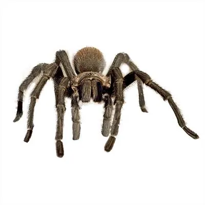 17585 las vegas desert tarantula 4