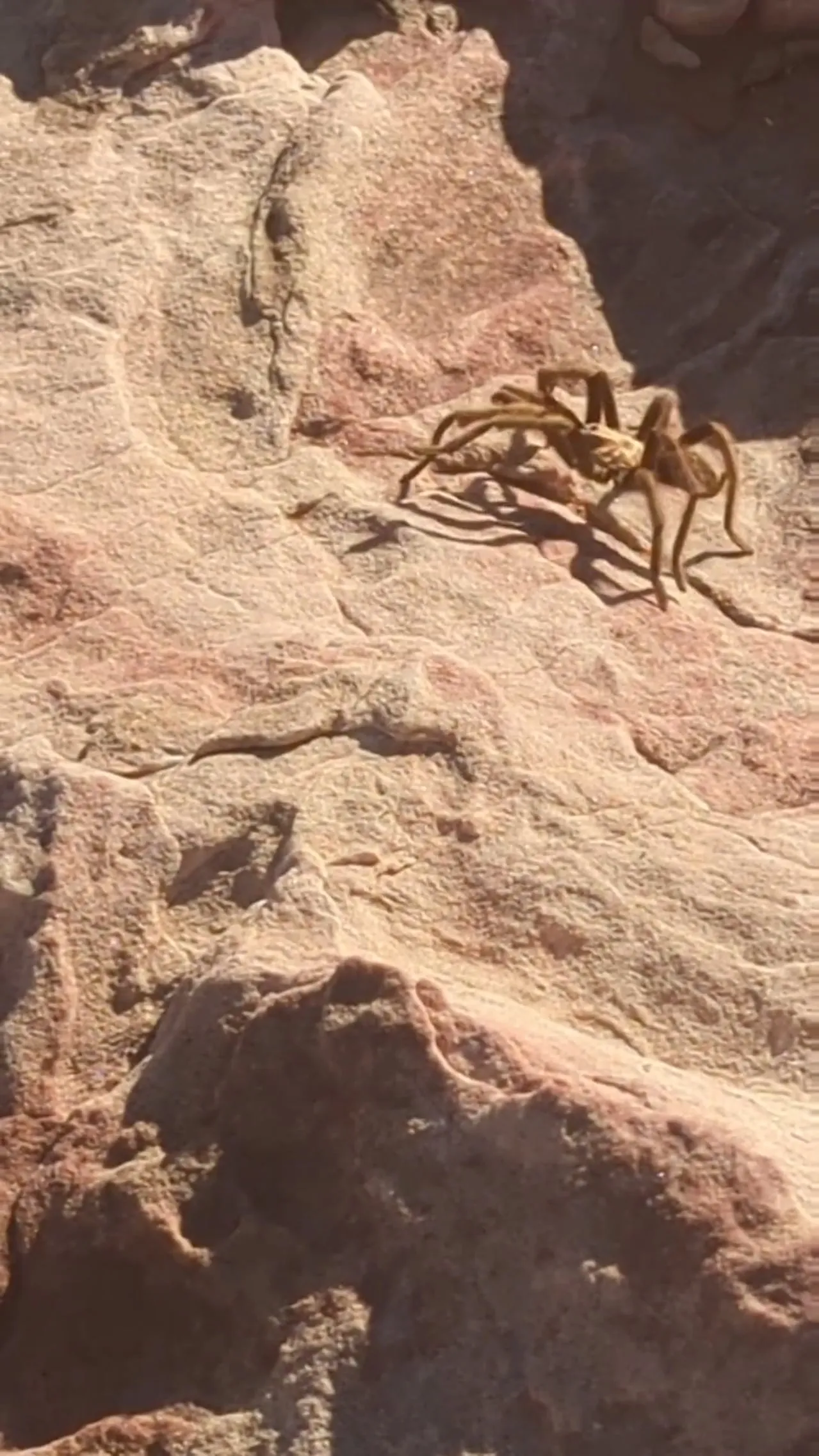 17585 las vegas desert tarantula 5