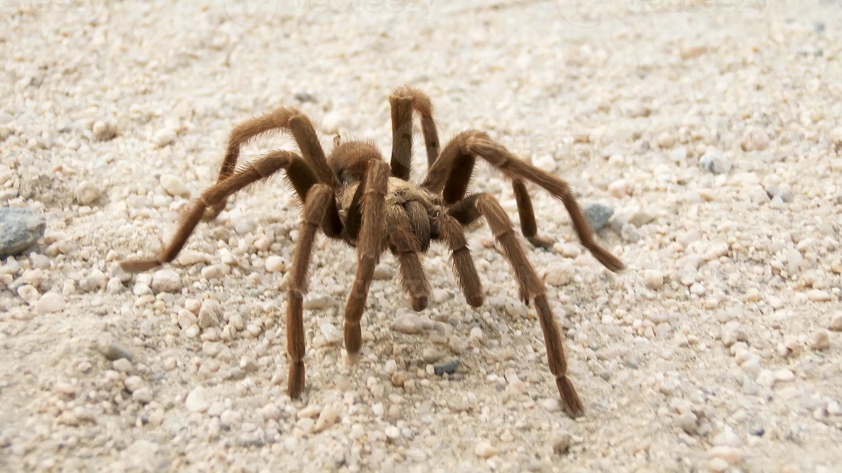 17585 las vegas desert tarantula 6
