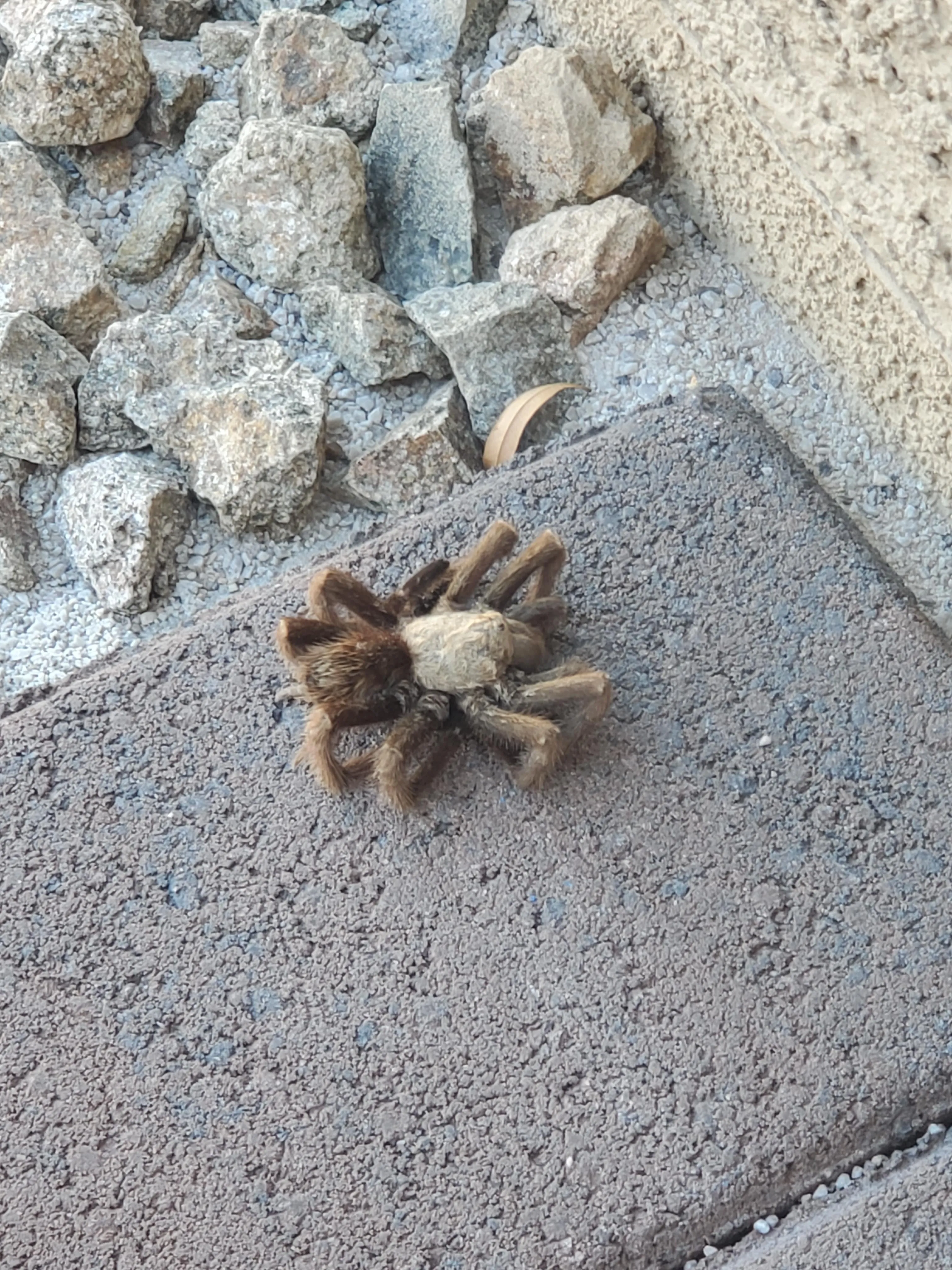 /img/17585-las-vegas-desert-tarantula-7.webp