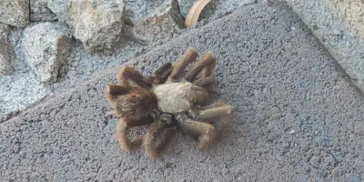 /img/17585-las-vegas-desert-tarantula-7.webp