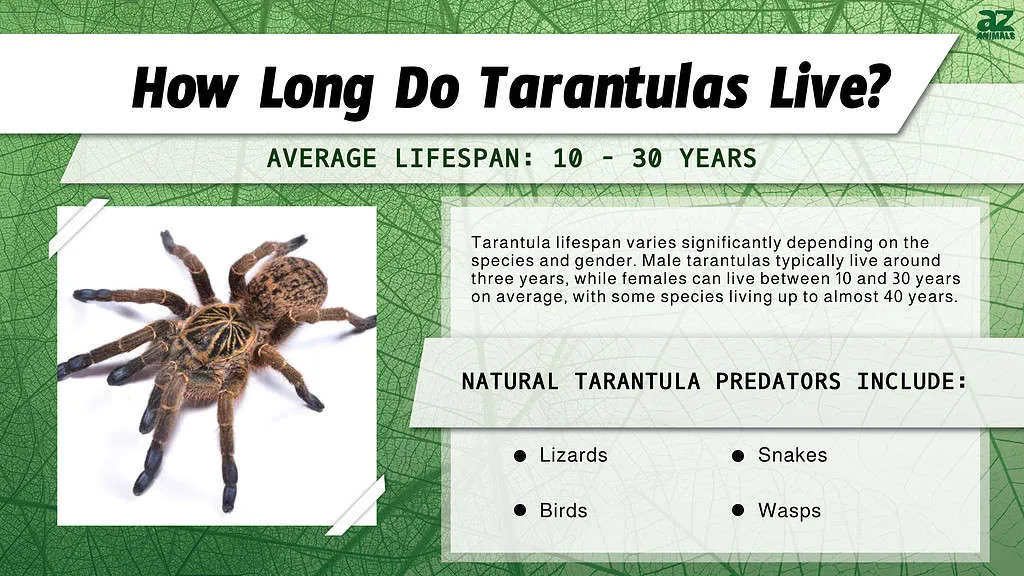 /img/17586-arizona-tarantula-conservation.webp