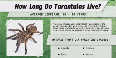 /img/17586-arizona-tarantula-conservation.webp