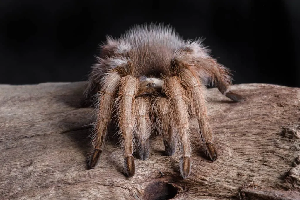 17586 arizona tarantula habitat