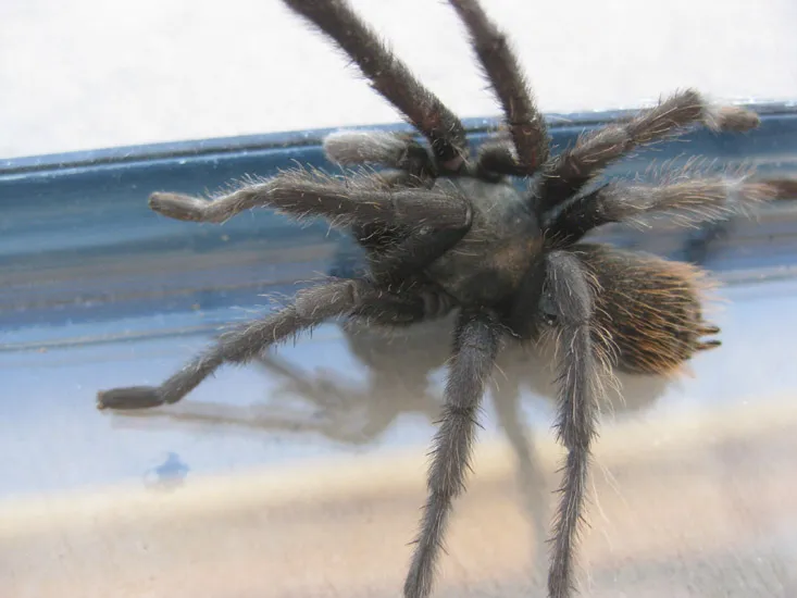 17586 arizona tarantula overview