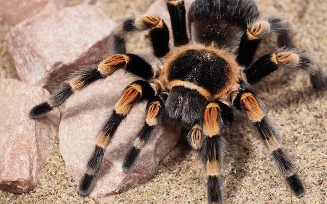17586 female arizona tarantula