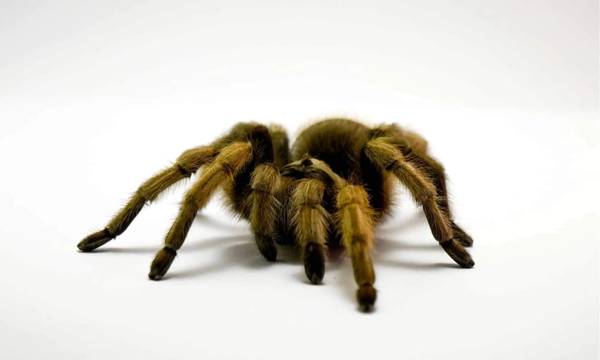 17586 tarantula feeding