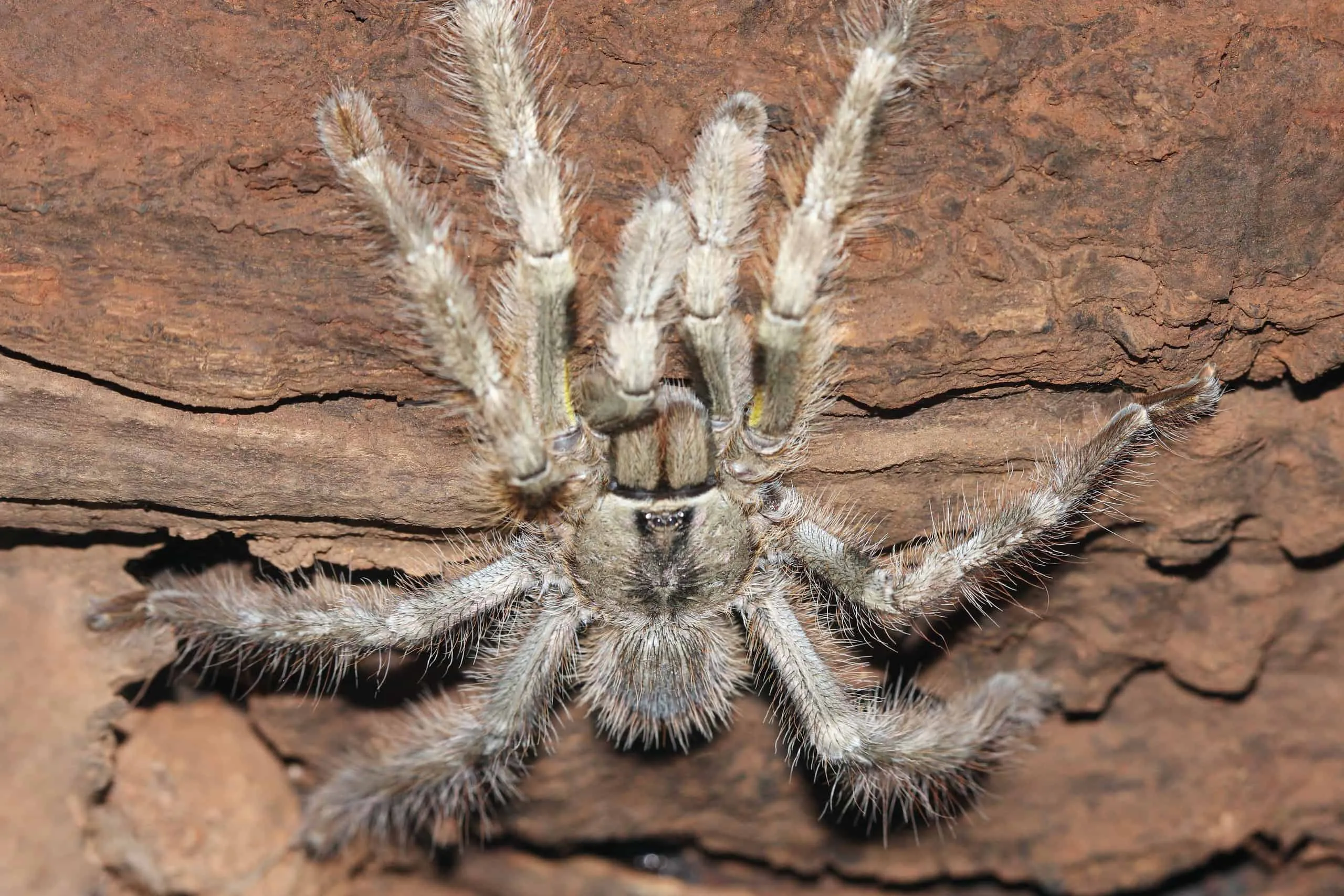 17586 tarantula molting