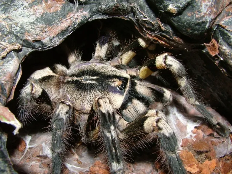 17587 tarantula care guide