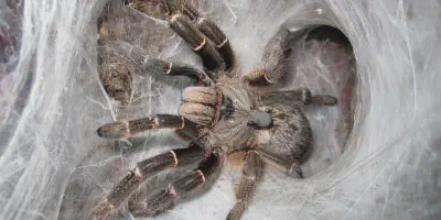 /img/17587-tarantula-enrichment.webp