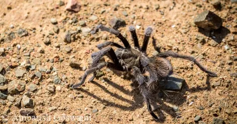 17587 tarantula feeding