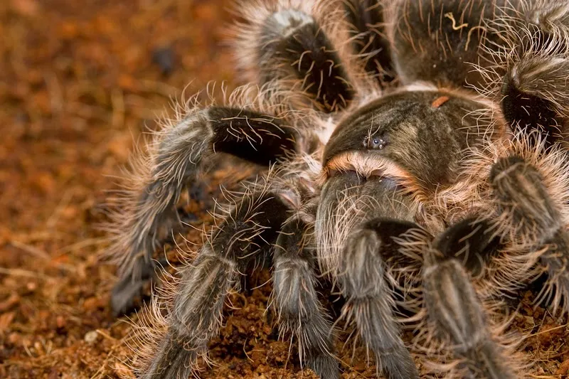 17587 tarantula molting