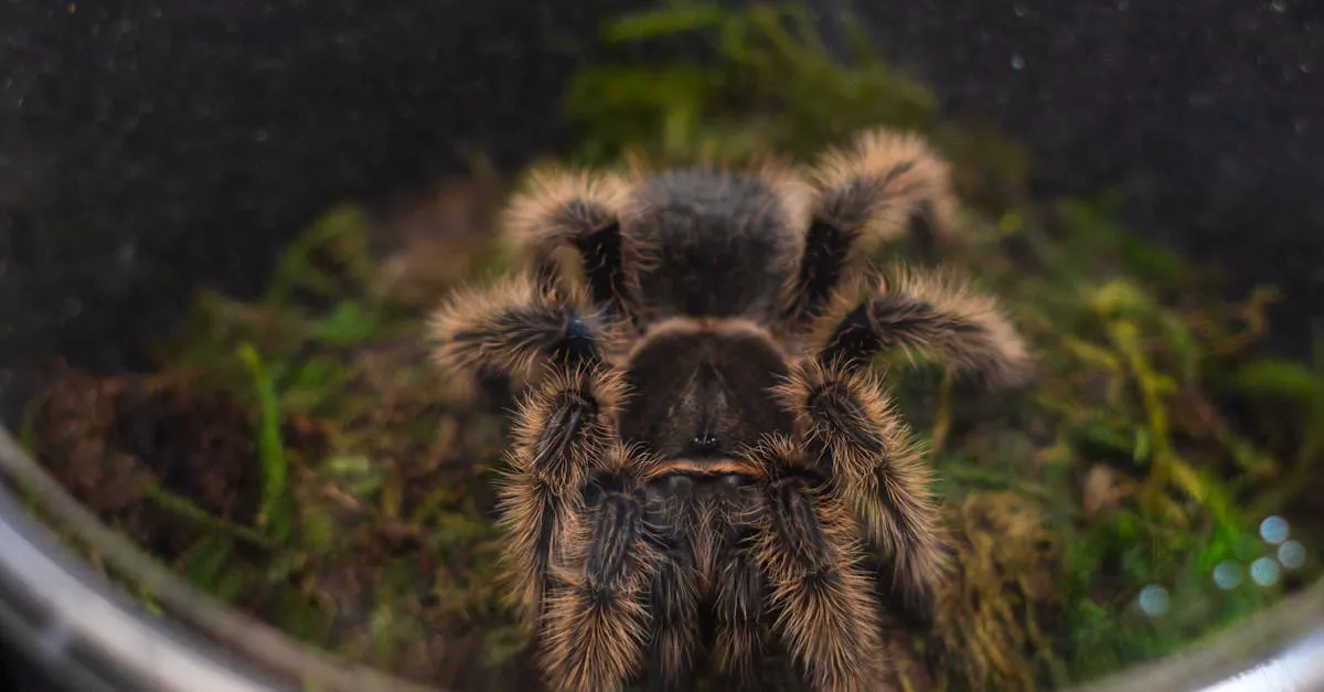 17587 tarantula species
