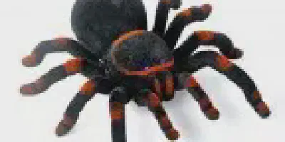 /img/17589-rc-spider-tarantula-7.webp