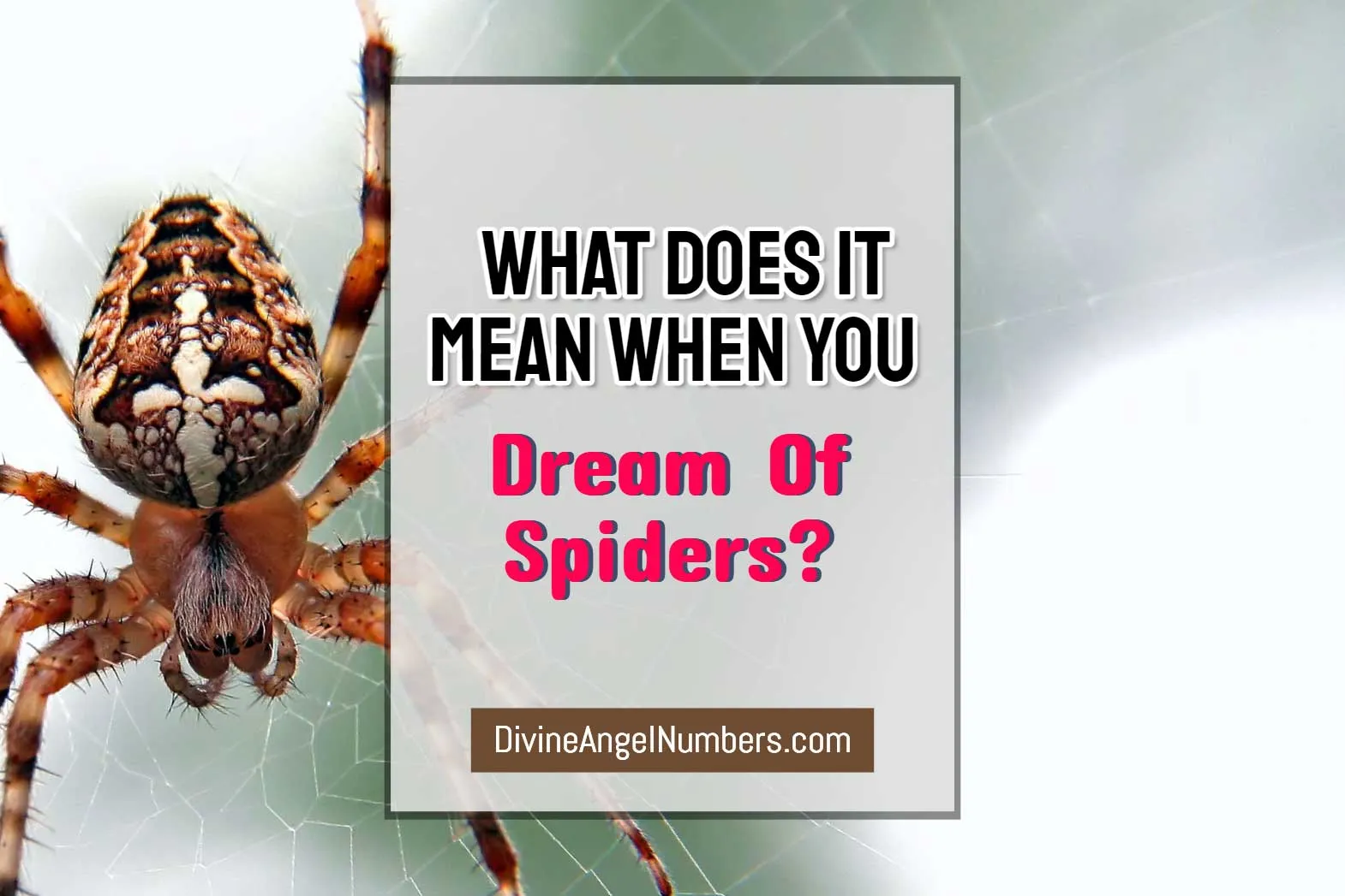 17593 spider symbolism