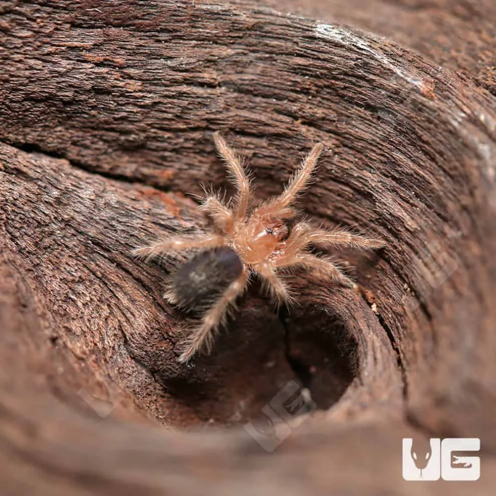 17594 tarantula breeding