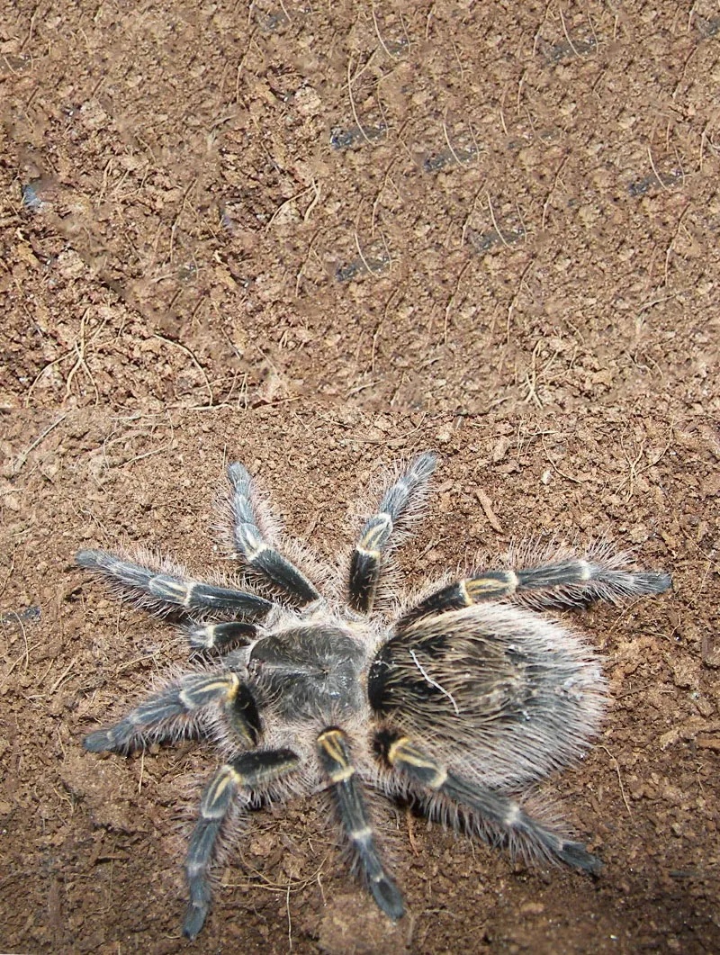 17594 tarantula feeding