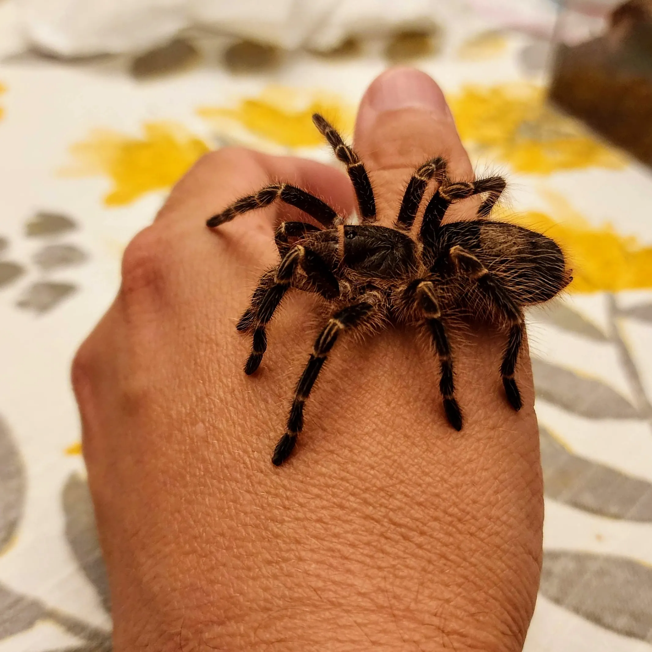 17594 tarantula health