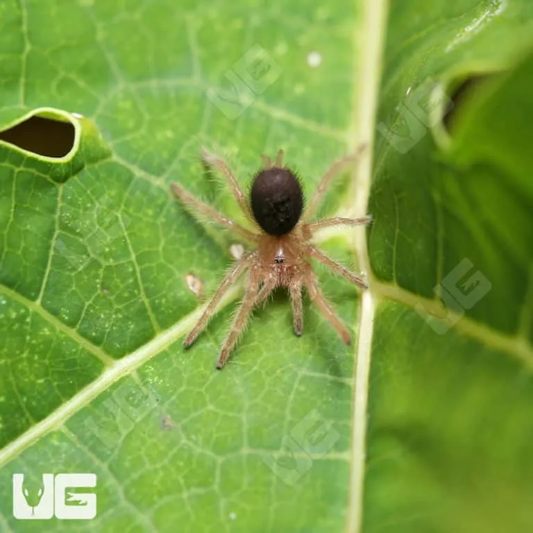 /img/17594-tarantula-seller.webp