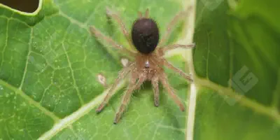 /img/17594-tarantula-seller.webp