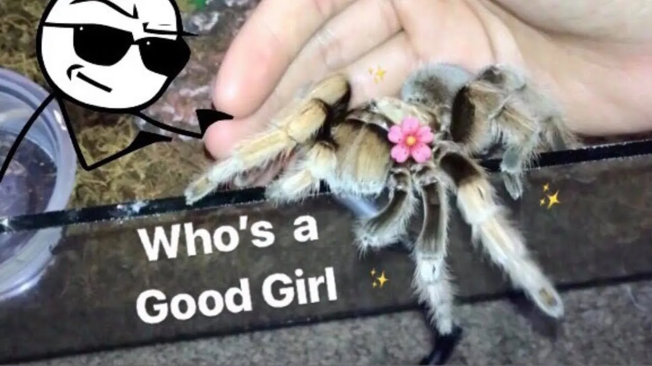 17597 chilean rose hair tarantula
