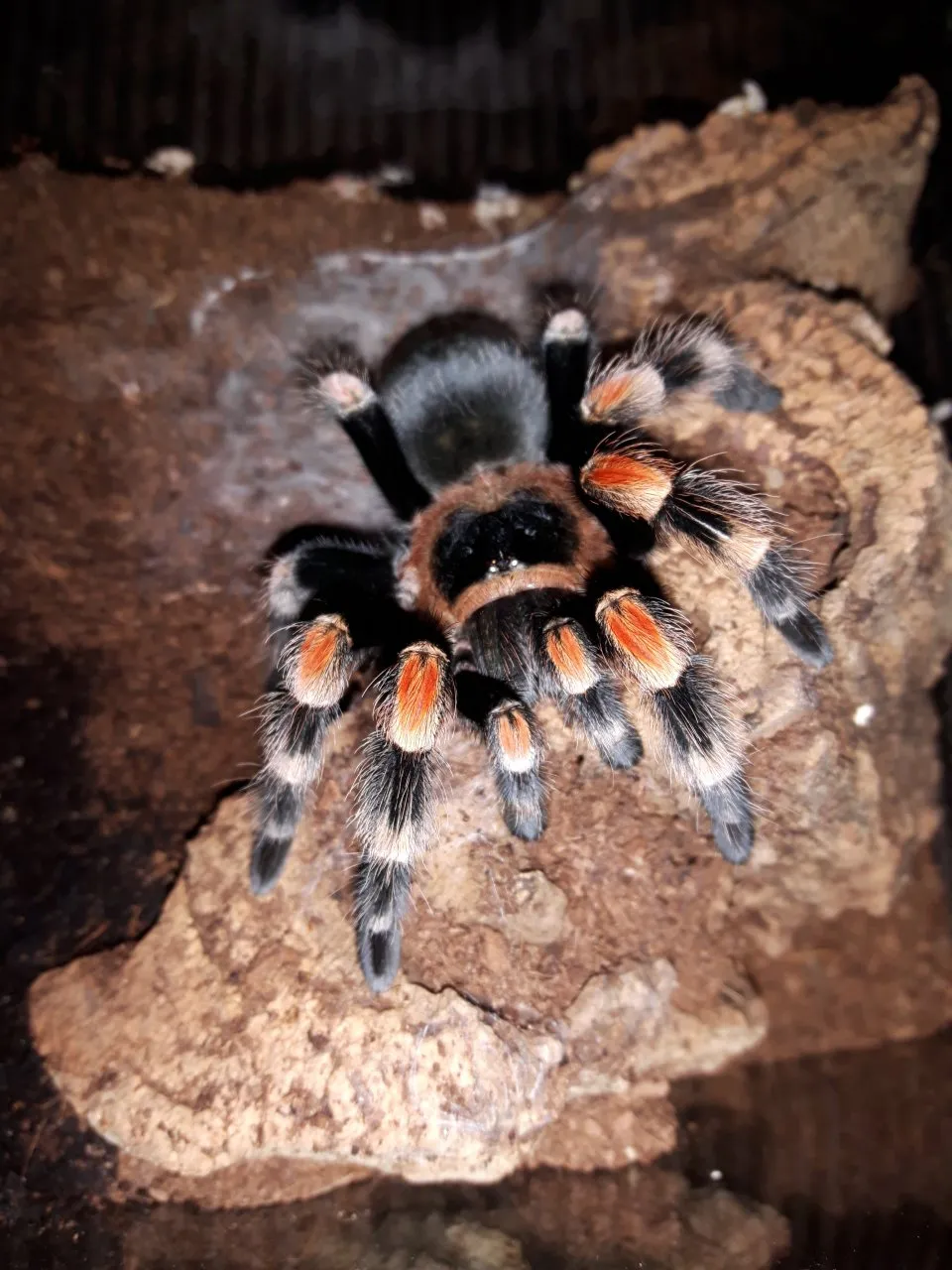17597 costa rican zebra tarantula