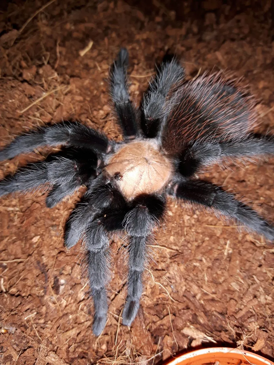 17597 curly hair tarantula