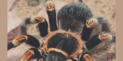 /img/17597-feeding-tarantula.webp