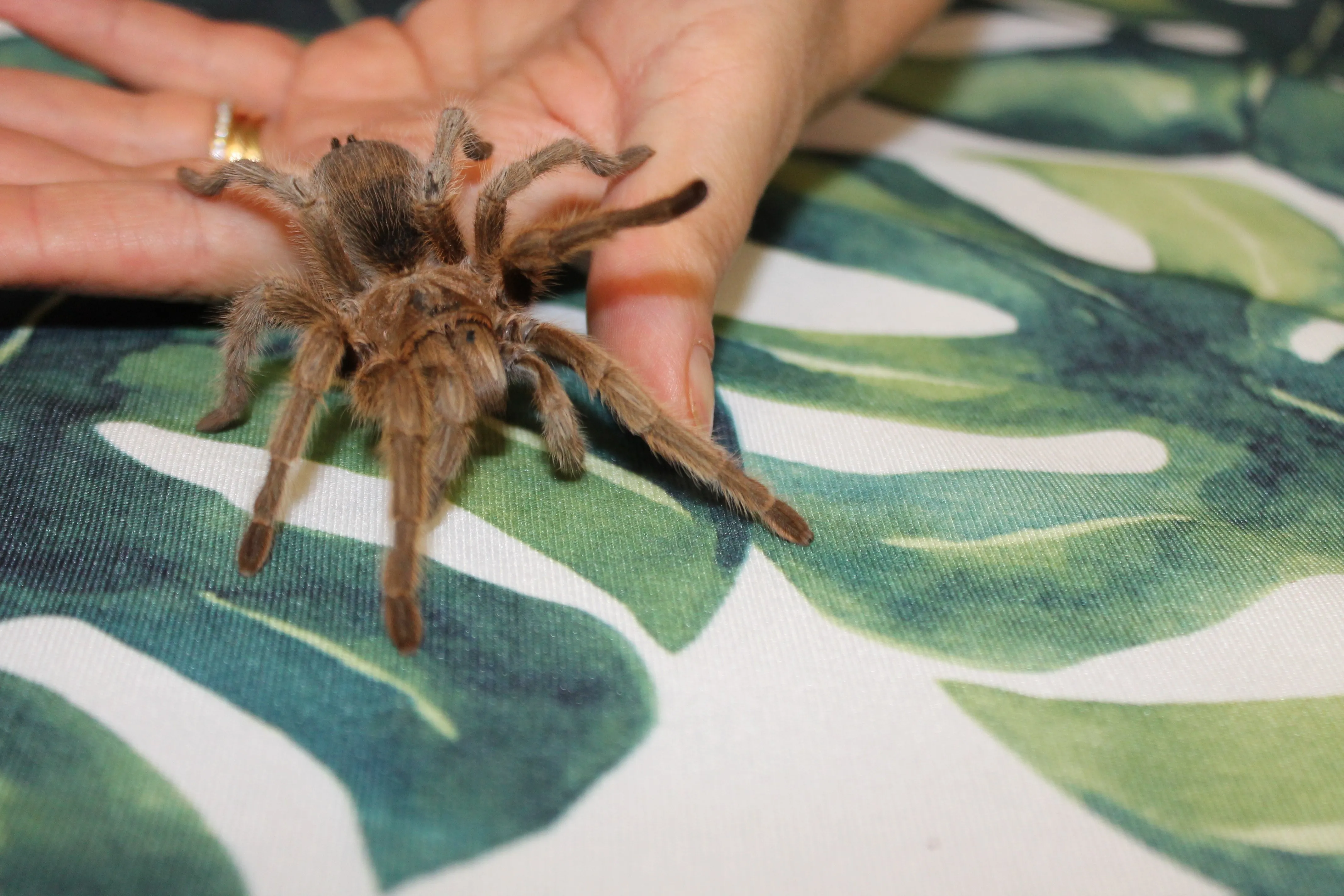17597 pinktoe tarantula