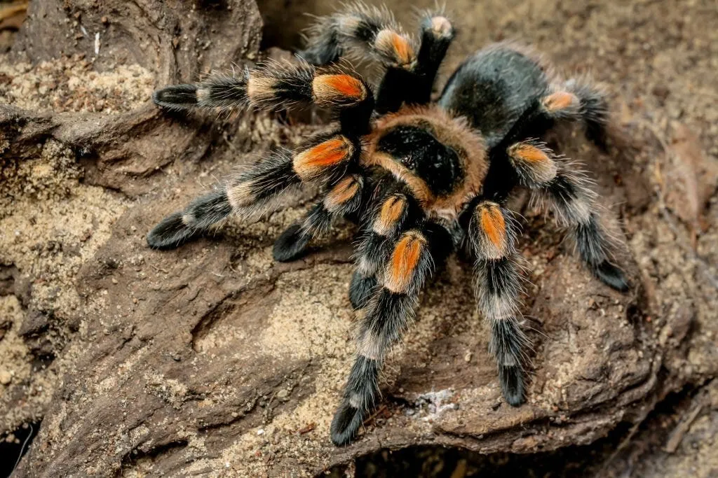17597 tarantula habitat