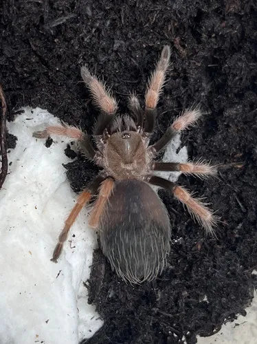 17598 mexican fireleg feeding