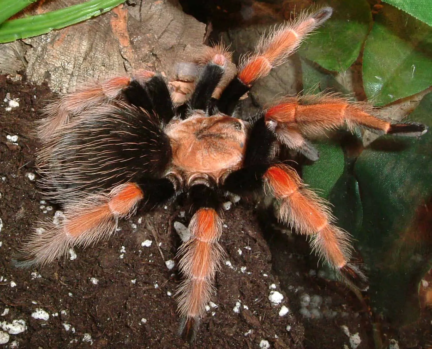 17598 tarantula decorations