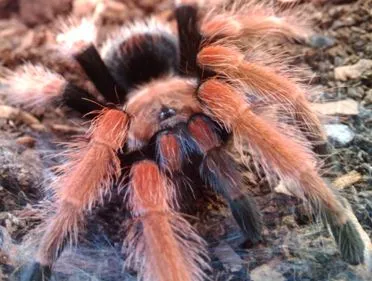 17598 tarantula enclosure size