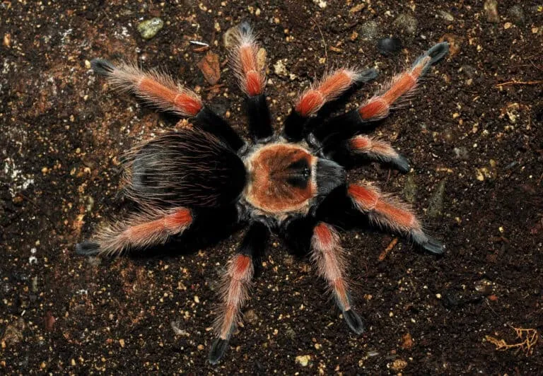 17598 tarantula substrate options