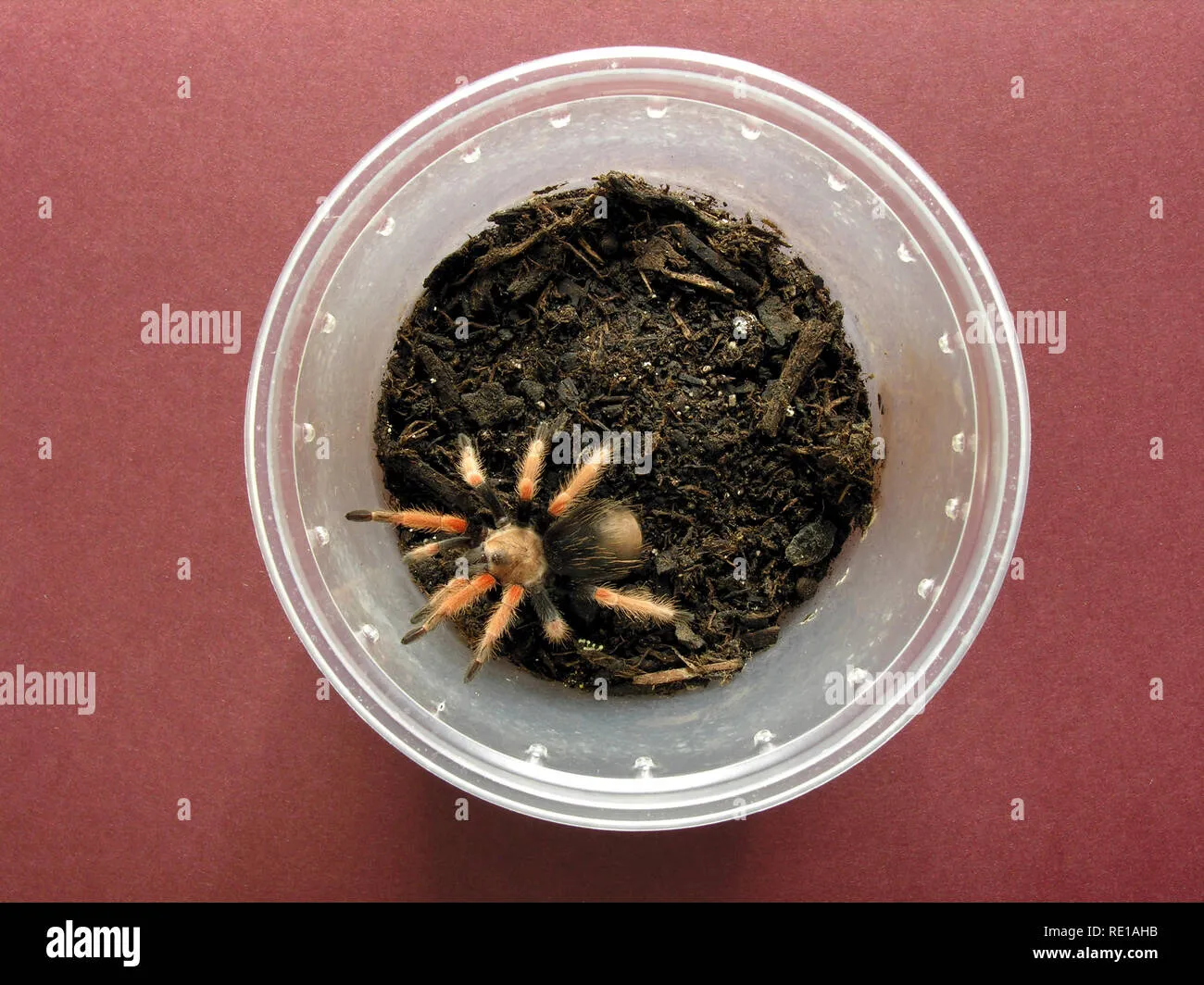 /img/17598-tarantula-thermometer-hygrometer.webp