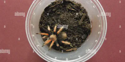 /img/17598-tarantula-thermometer-hygrometer.webp